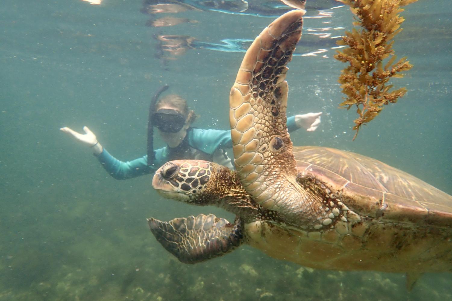 一名<a href='http://blyp.ngskmc-eis.net'>bv伟德ios下载</a>学生在Galápagos群岛游学途中与一只巨龟游泳.